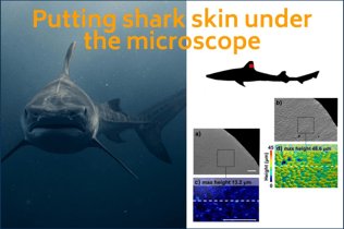 shark with borders
